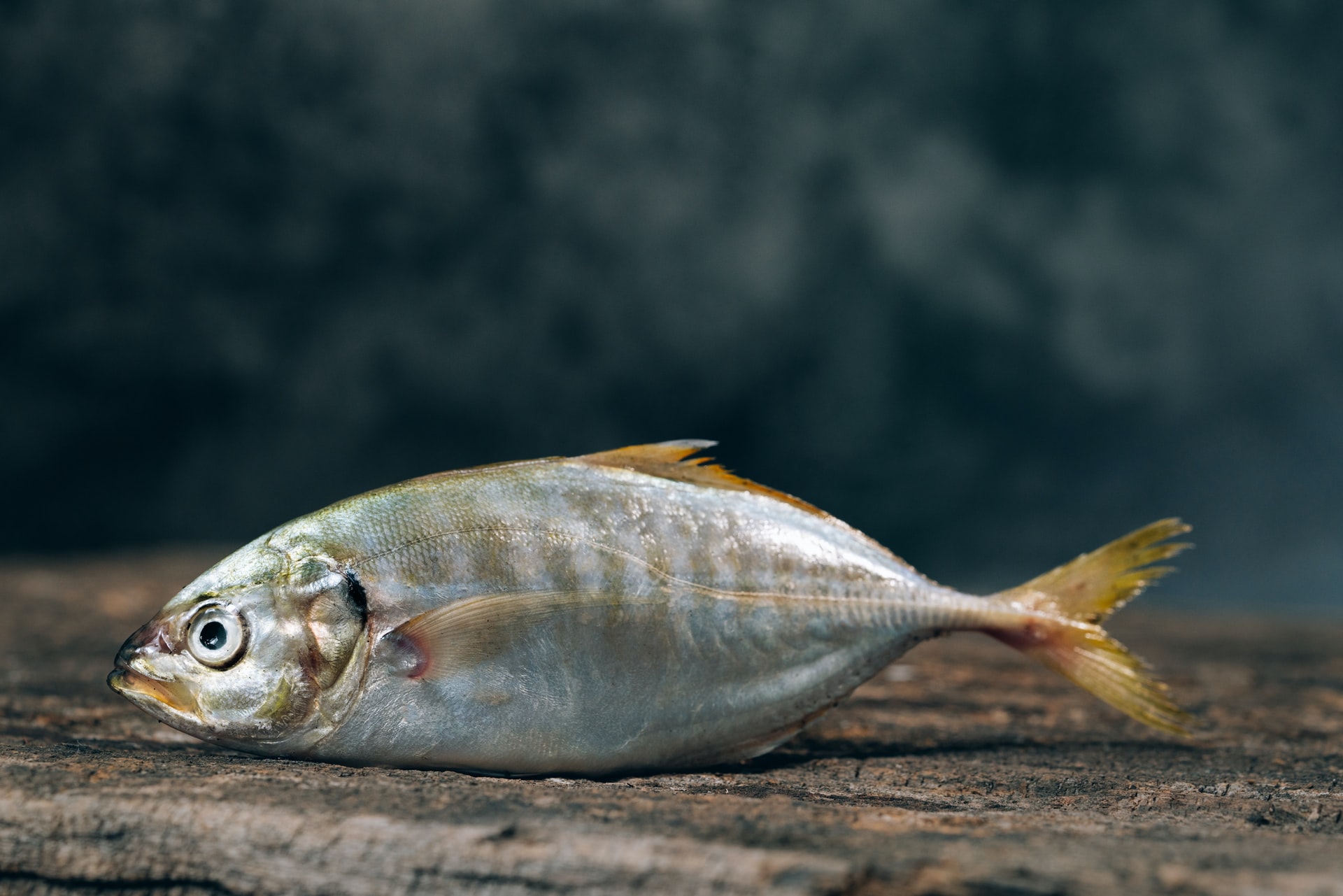 Zdrowy jak ryba… ale czy na pewno?